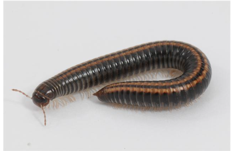 Picture of a Striped Millipede