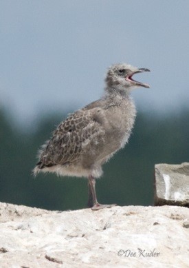 Nestlings