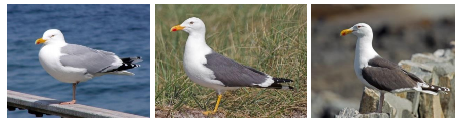 This image shows three seagulls