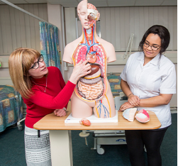 Lecturer and student looking at human model