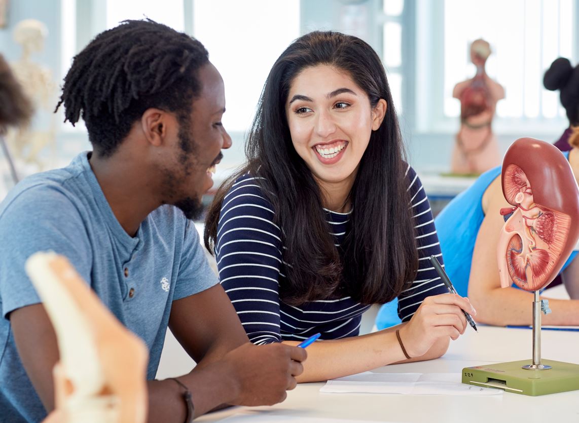 two medical students discussion an anatomy model