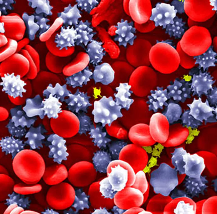 red blood cells image