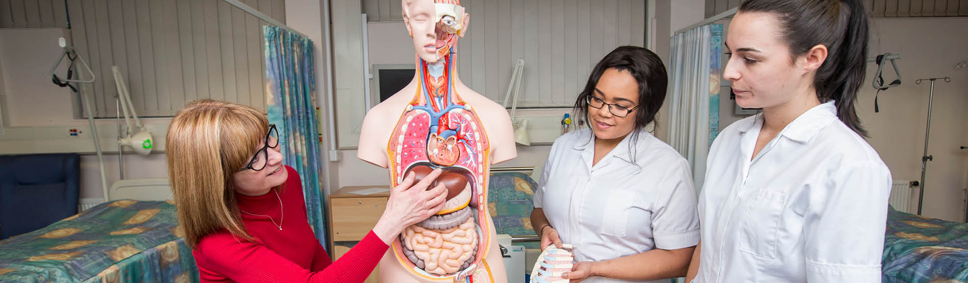 Lecturer and student looking at a model of the human body