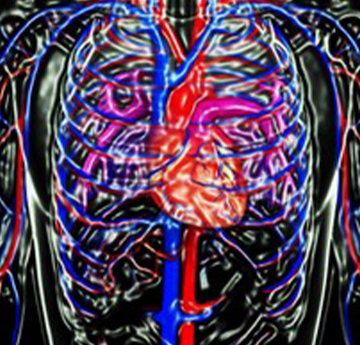 Cardiovascular system