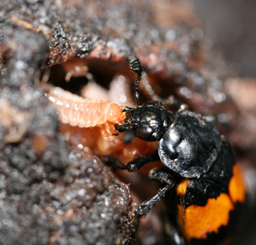 close up of arthropod feeding its young