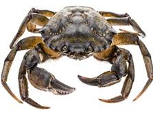 Common European shore crab - parasites hosted by this species pose a threat to shellfish, research shows