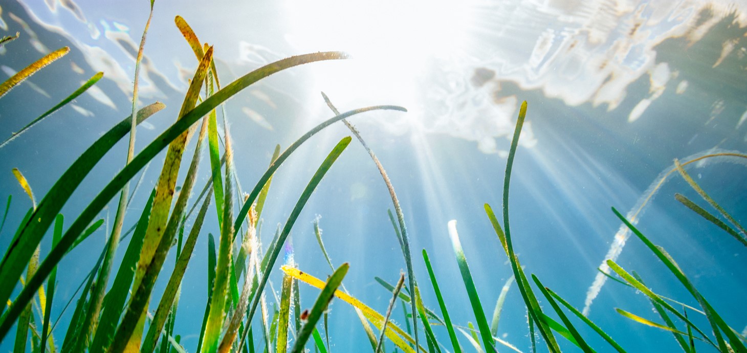 A diver collecting seagrass seeds. 