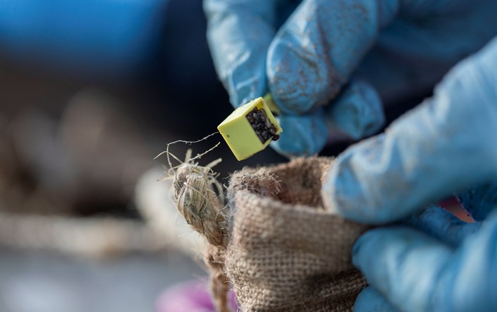 Seagrass seeds being put into a bag ready for planting 