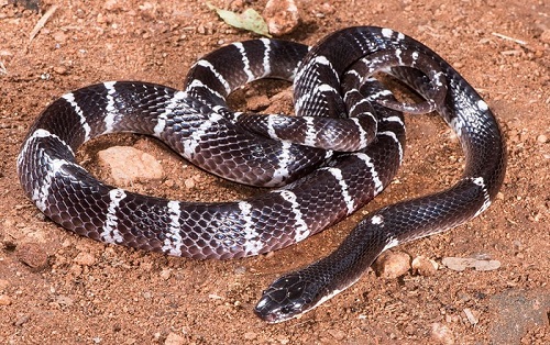 An Indian kraits snake (Bungarus caeruleus). They are notorious for biting sleeping people at night. While highly lethal, the bites are so painless that they are often dismissed as trivial until it is too late. This indicates no defensive function for this venom.