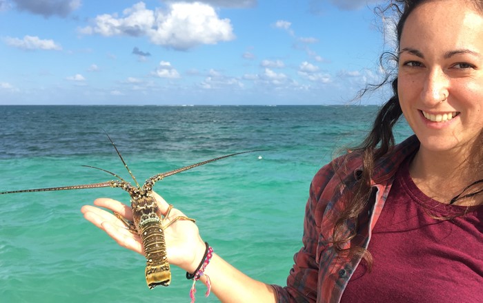 Researcher Dr Charlotte Eve Davies about to release a lobster back into the ocean: the study showed an association between virus prevalence and habitat