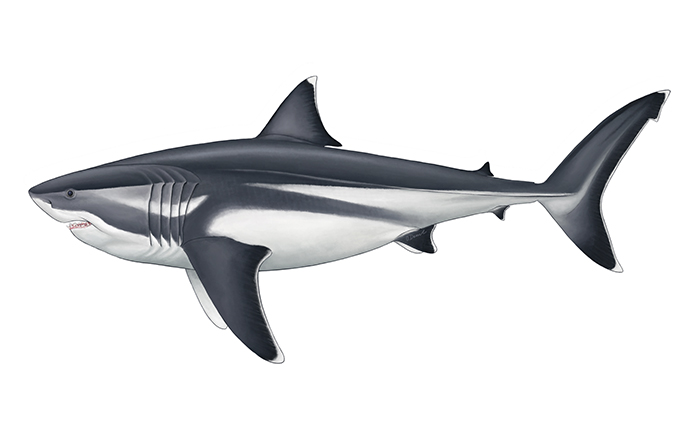 True size of prehistoric mega-shark finally revealed 