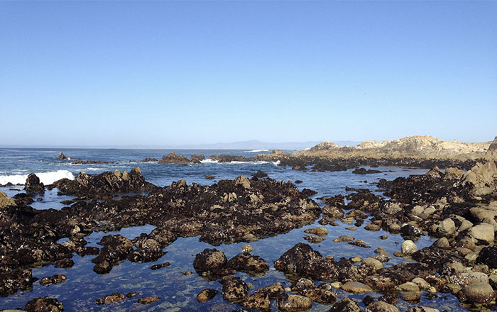 New research unveils environment drivers of ecological complexity in marine intertidal communities