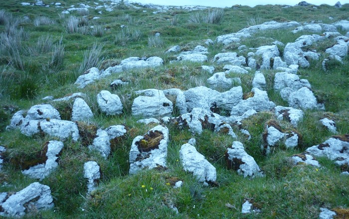 The Traditional Medicine Group discovered that soil used in ancient Irish folk medicine in the West Fermanagh scarplands contains several species of these antibiotic producing organisms