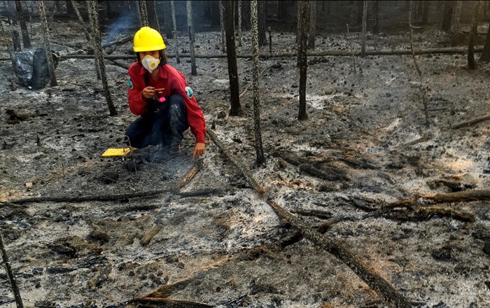 Dr Cristina Santin taking charcoal samples after fire in boreal Canada. In samples from ten different fires, the researchers detected EPFR in concentrations that exceeded those typically found in soils by as much as ten to a thousand times. (Picture: Stefan Doerr)