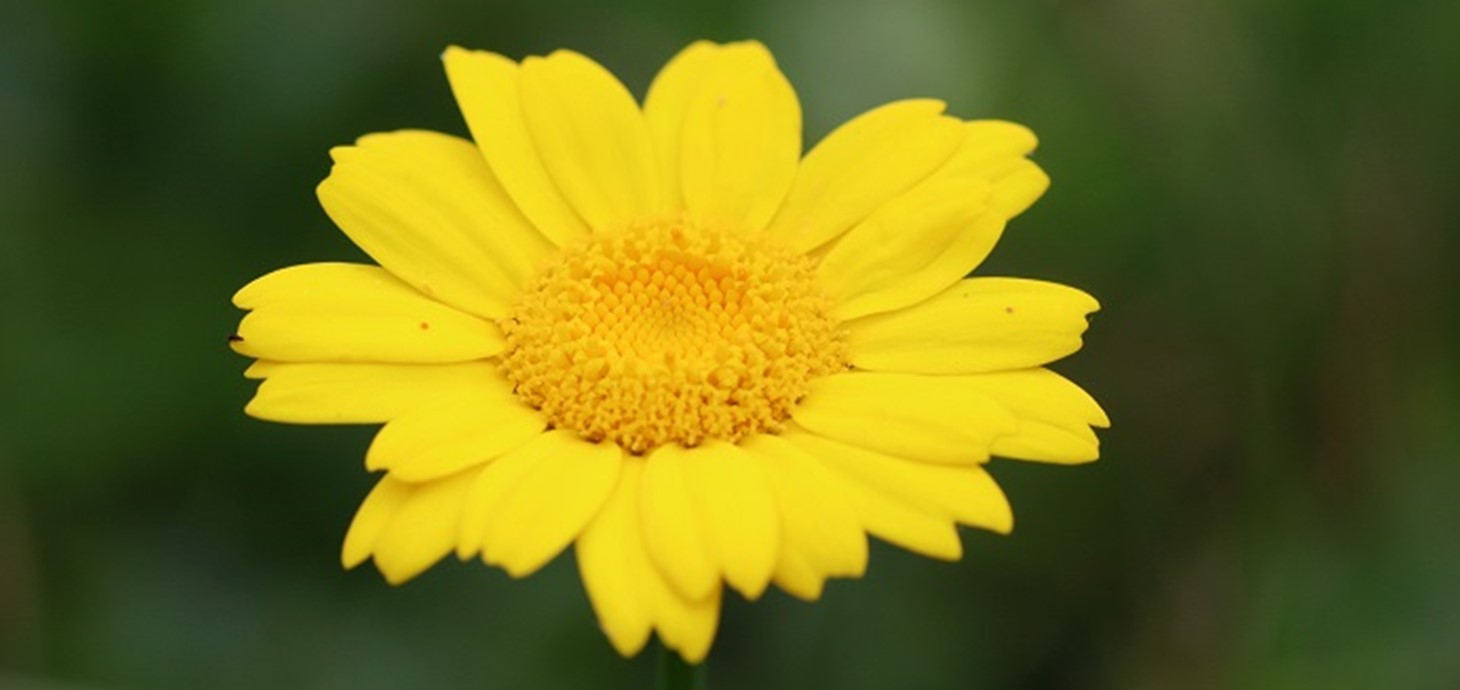 Marigold: Researchers from Swansea University will look at how the hat-trick of gardening, volunteering and being part of a ‘community’, over a full growing season, benefits mental health.