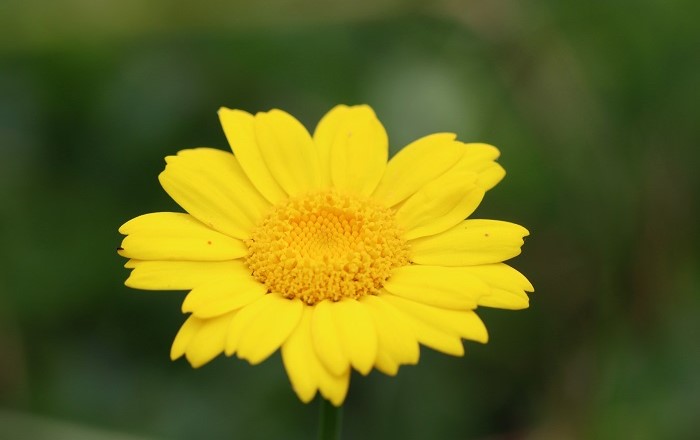 Marigold: Researchers from Swansea University will look at how the hat-trick of gardening, volunteering and being part of a ‘community’, over a full growing season, benefits mental health.