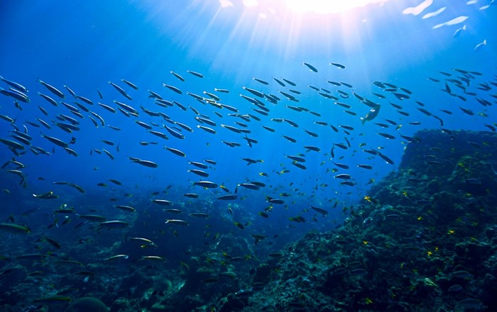 Fish shoal. Over 1 million species of insects have so far been identified, three-quarters of all invertebrate species on Earth. There are 31,269 species of fish: half of all vertebrate species.