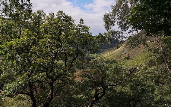 Gwenffrwd-Dinas, near Llandovery, an example of a Celtic rainforest pictured by Professor Mary Gagen