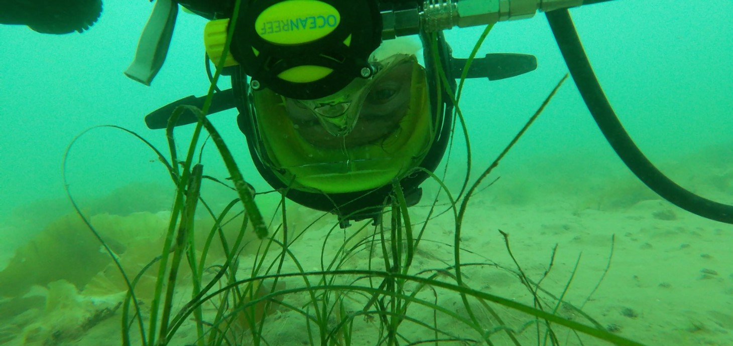 Swansea researchers carrying out seagrass survey off Dale, Pembrokeshire