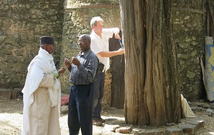 One of the joint Swansea-Africa climate projects: studying tree cores for evidence of past climate in the grounds of an Ethiopian Orthodox church in the Gondar region of Ethiopia. Led by Dr Iain Robertson and Dr Zewdu Eshetu 