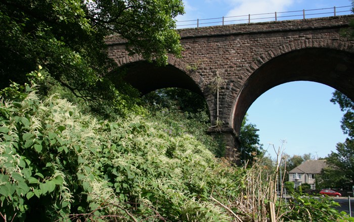 japanese knotweed growing underneath a bridge