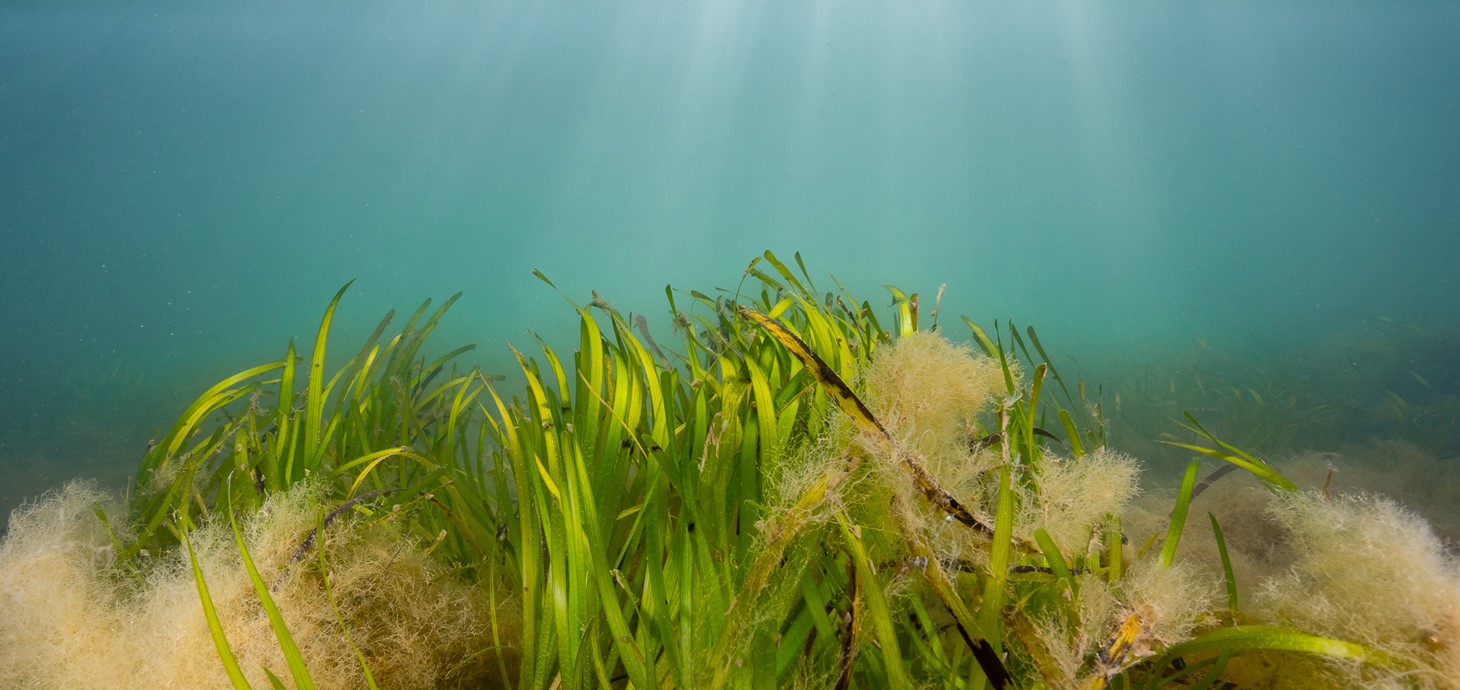 Underwater view of seagrass growing on a seabed. Credit: Lewis M Jefferies.