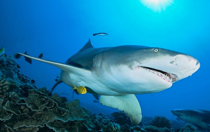 Shark swimming underwater with fish. Credit: Alexis Rosenfeld.