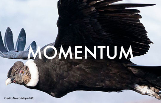 Momentum cover