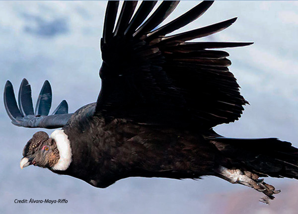 The impact of changing air patterns on bird flight