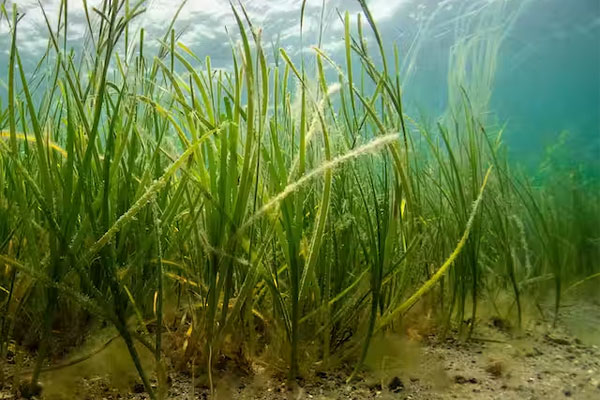 Seagrass