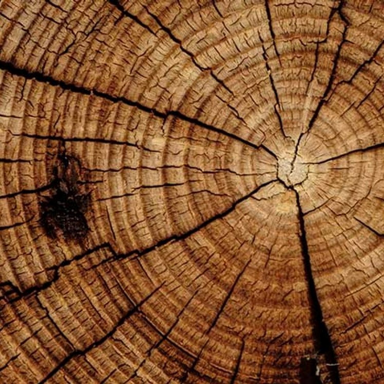 tree rings