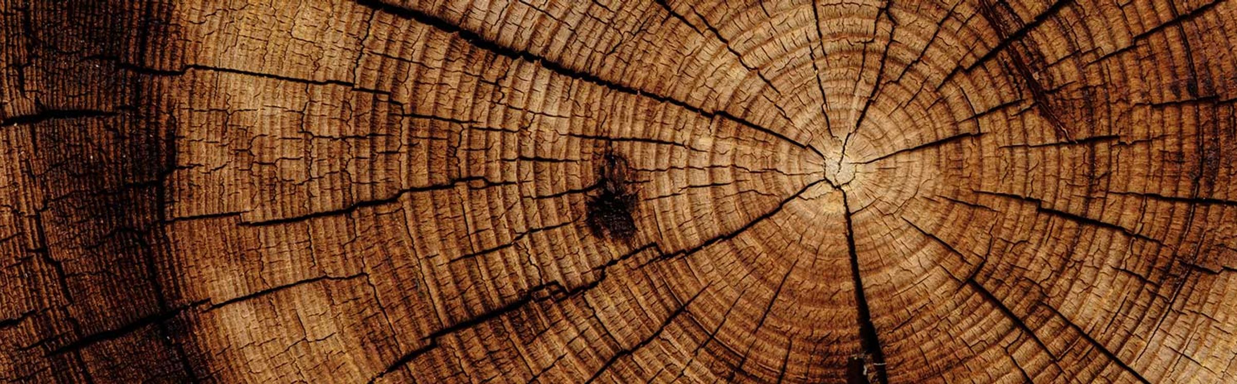 Tree ring