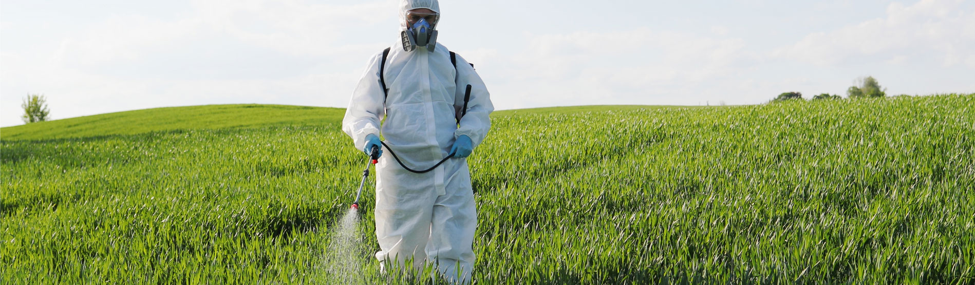 Person spraying crops with pesticide