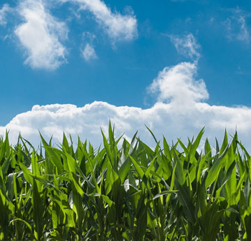 Crops in a field