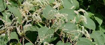 Japanese knotweed