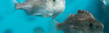 lumpfish swimming