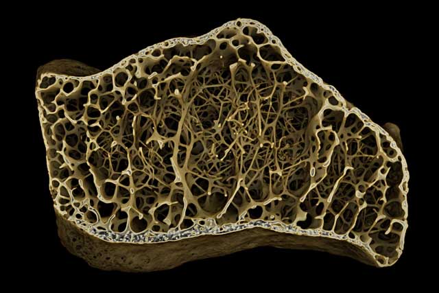 Inside a bone