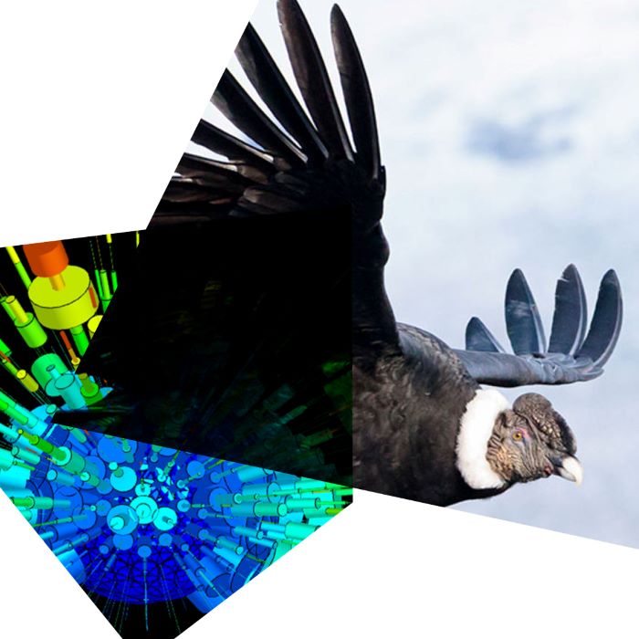 CONDOR IN FLIGHT WITH A COMPUTER GRAPHIC IMAGE OF BIRD FLIGHT