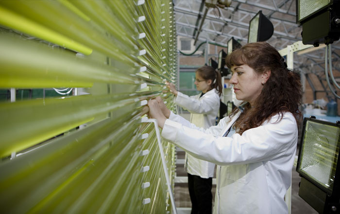 Using algae to fight climate change – find out more at Hay Festival