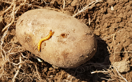 Fungus infected wireworms