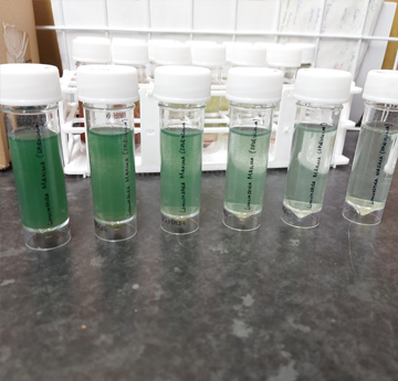 Algae in test tubes