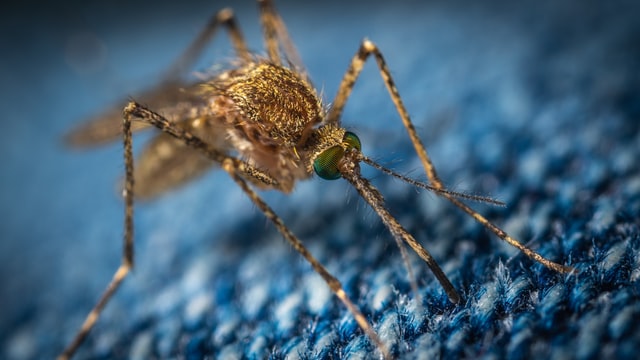 Mosquito on blue background