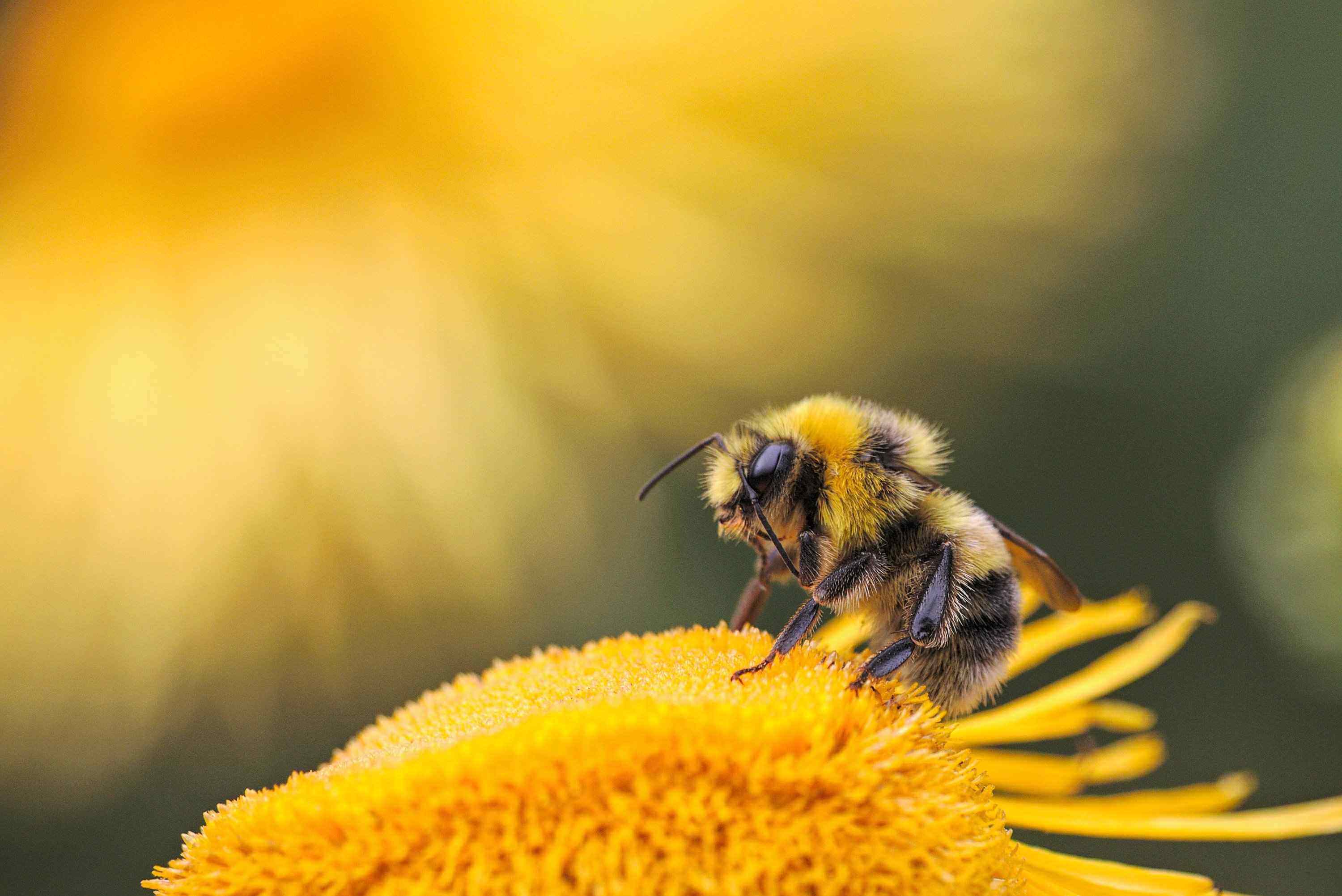 a bee on a yellow flower