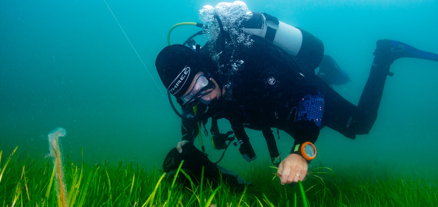 Deep sea diver with seagrass