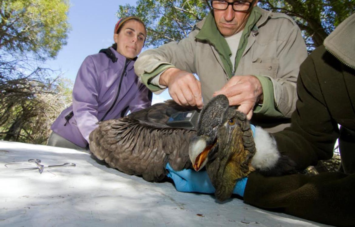 The impact of changing air patterns on bird flight