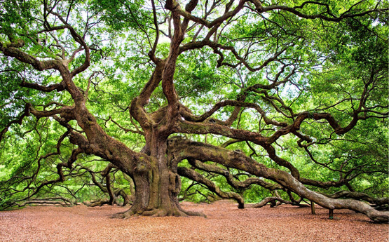 Oak tree