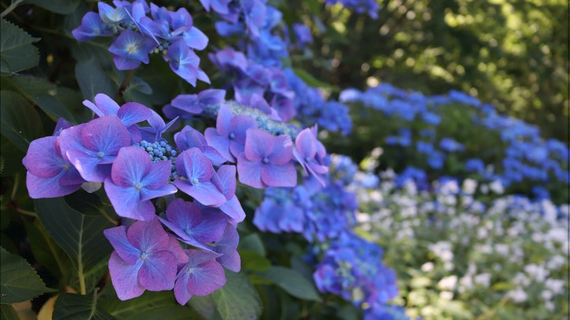 Flowers Clyne Gardens 