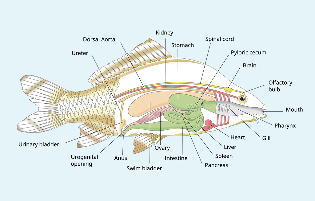 fish diagram