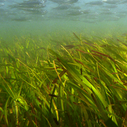 Seagrass